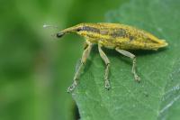 Lixus iridis