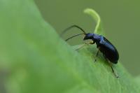 Luperus longicornis