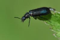 Dasytes caeruleus
