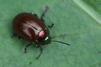 Chrysolina polita