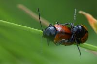 Cryptocephalus bipunctatus