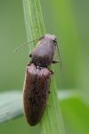 Athous haemorrhoidalis