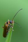 Rhagonycha nigriventris