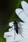 Rutpela nigra