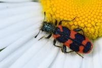 Trichodes alvearius