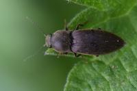 Agriotes