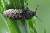 Agrypnus murinus