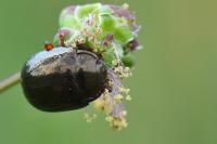 Chrysolina bankii