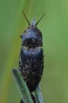 Agrypnus murinus