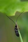 Luperus longicornis