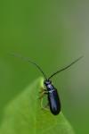 Luperus longicornis