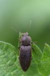 Agriotes