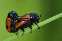 Cryptocephalus bipunctatus