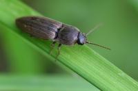 Agriotes lineatus