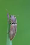 Agriotes lineatus