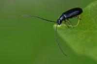 Luperus longicornis