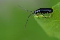 Luperus longicornis