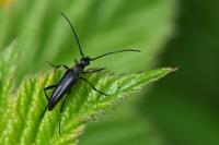 Rutpela nigra