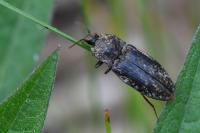 Agrypnus murinus