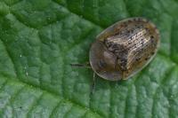 Cassida nebulosa