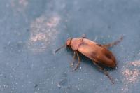 Anaspis maculata