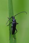 Rutpela nigra
