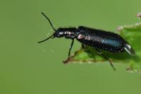 Dasytes caeruleus