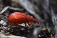 Apion frumentarium