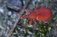 Apion frumentarium