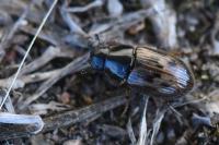 Nimbus contaminatus
