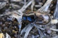 Nimbus contaminatus