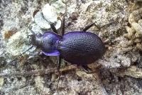 Carabus problematicus