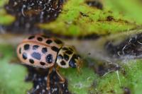 Anisosticta novemdecimpunctata