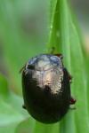 Chrysolina bankii