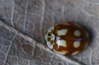Adalia decempunctata