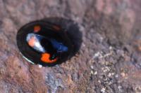 Exochomus quadripustulatus