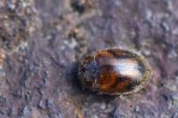 Rhyzobius litura