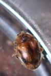 Rhyzobius litura