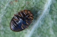 Rhyzobius litura