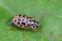 Anisosticta novemdecimpunctata