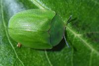 Cassida viridis