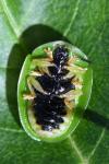 Cassida viridis