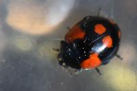 Adalia bipunctata