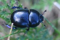 Trypocopris pyrenaeus