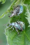 Phyllobius pomaceus