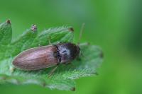 Agriotes