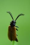 Drilus flavescens