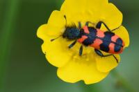 Trichodes alvearius