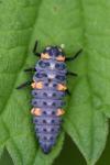Coccinella septempunctata