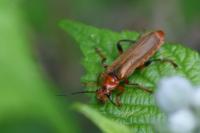 Cantharis livida